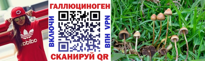 Псилоцибиновые грибы Psilocybine cubensis  Дрезна 